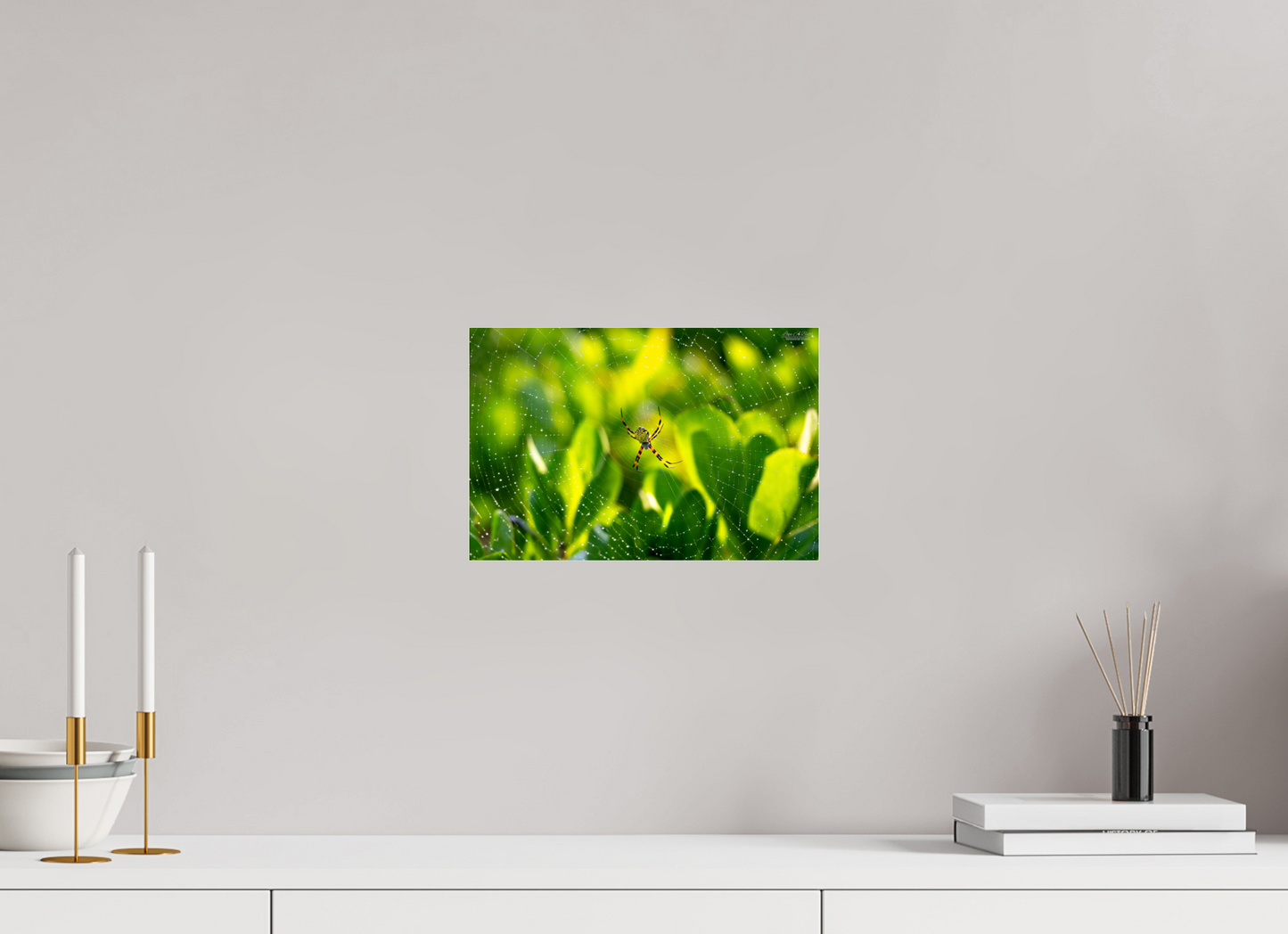 12 x 8″, Photo Print Under Acrylic Glass (09C) Hawaiian Garden Spider