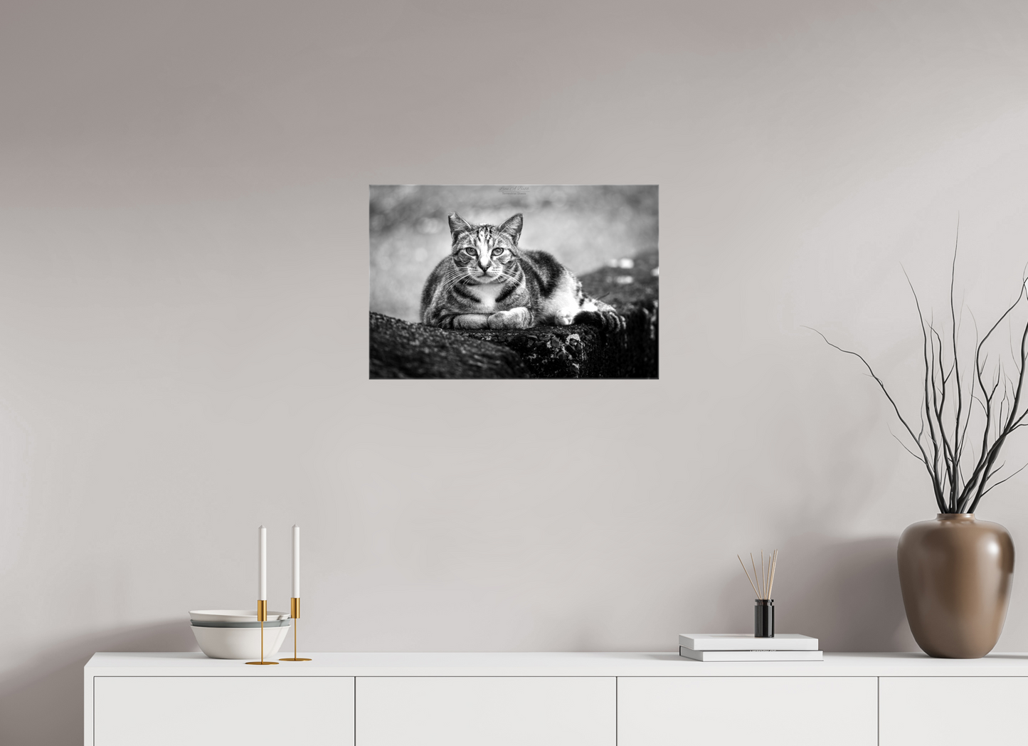 (08G) Hawaii Strays in BnW