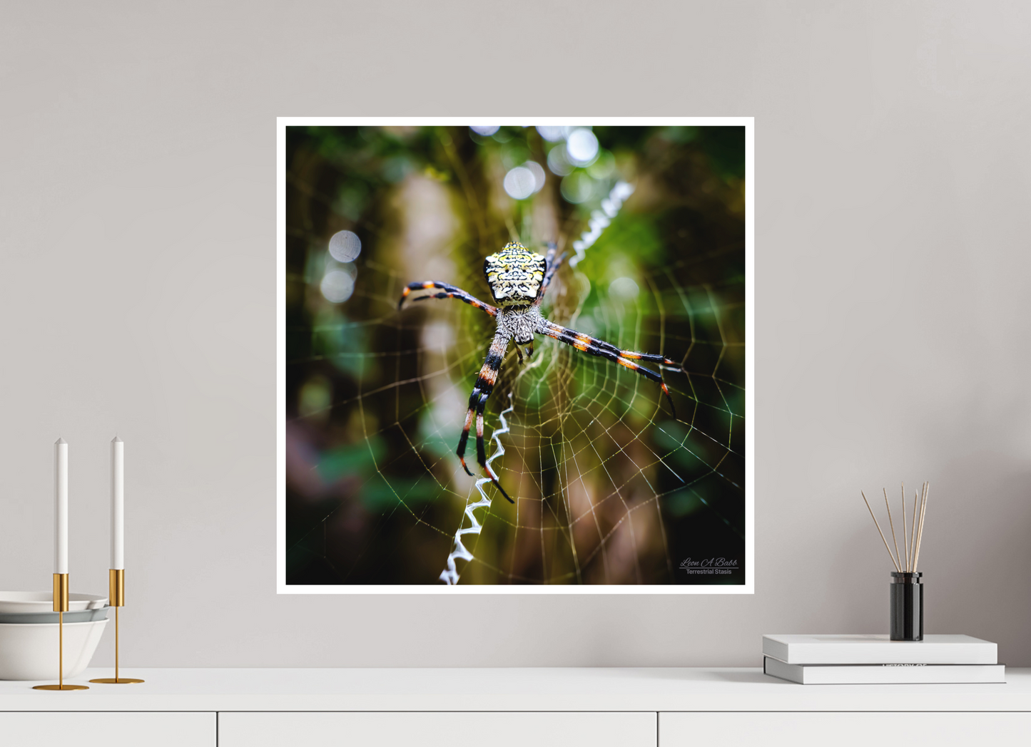 20 x 20″, Photo Print with Matte Lamination (09A) Spider on the trail