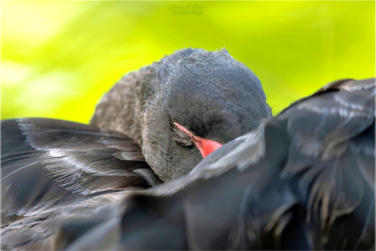(08A) Black Swan