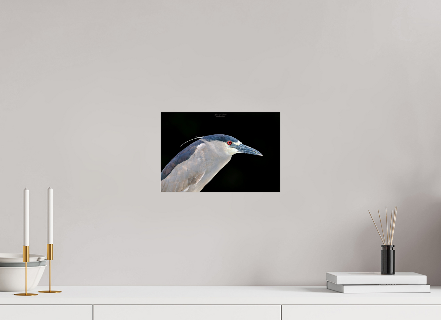 (08B) Black-crowned Night Heron