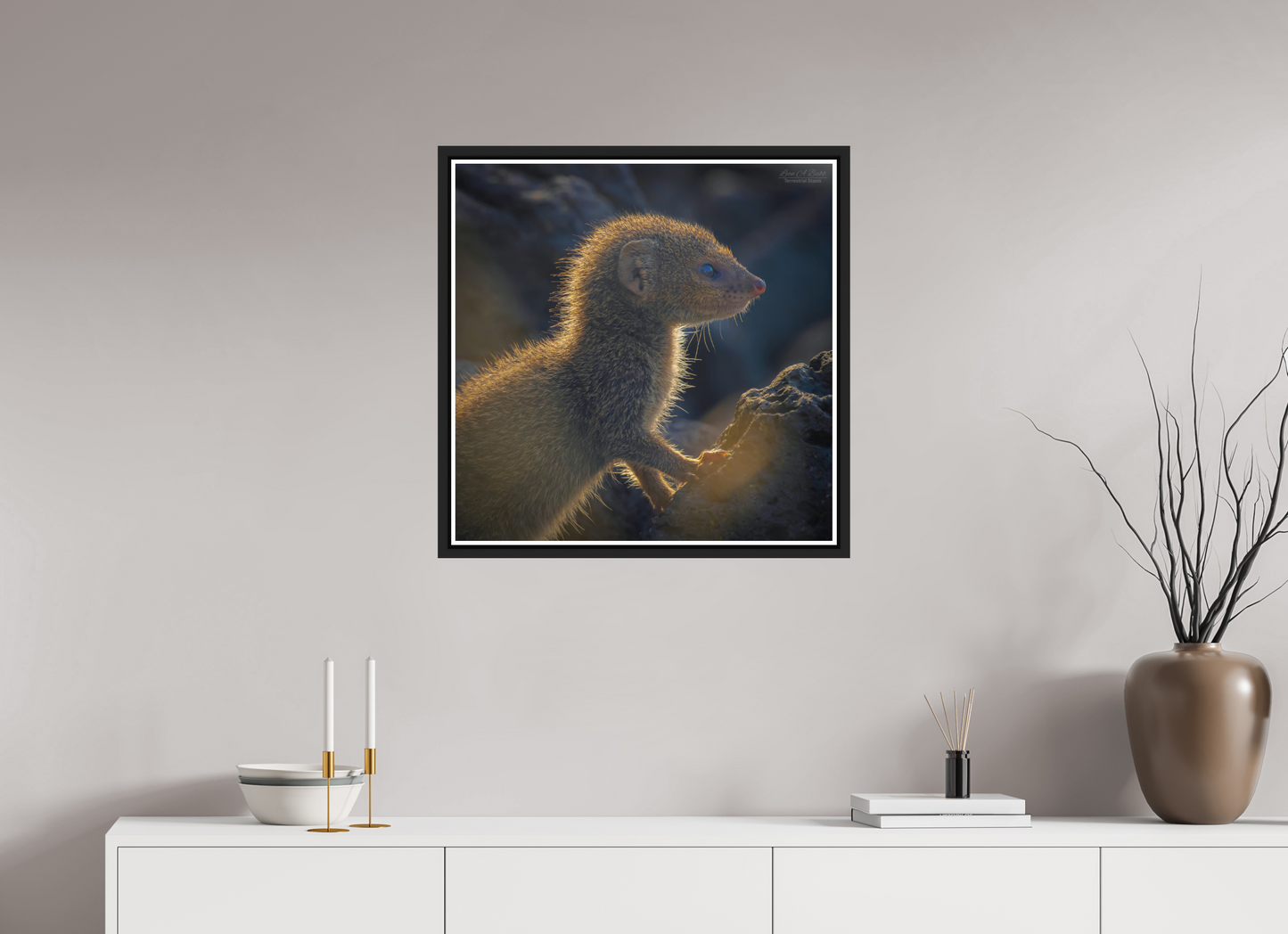 25 x 25″, Black Matte Floater Frame with Acrylic Glass (08I) Baby Mongoose