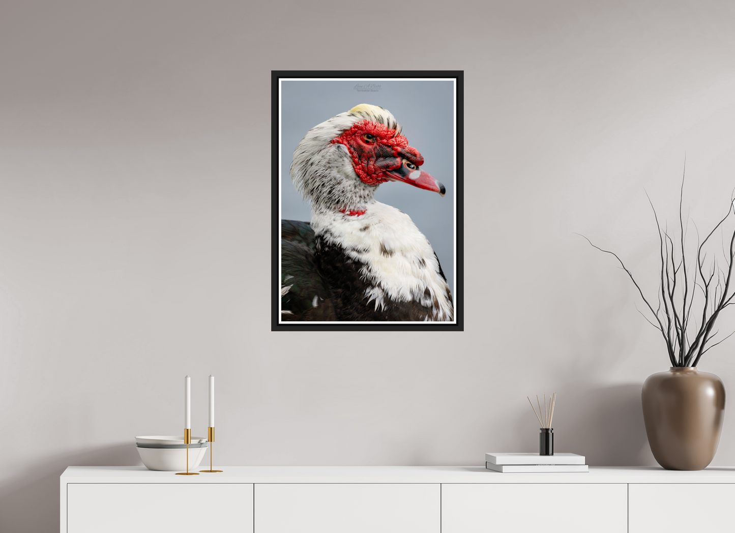 20 x 28″, Black Matte Floater Frame with Acrylic Glass (08S) Male Muscovy Duck Portrait