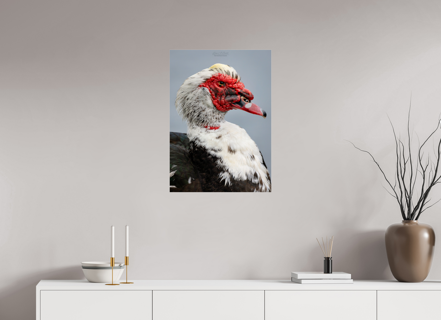 20 x 28″, Photo Print Under Acrylic Glass (08S) Male Muscovy Duck Portrait