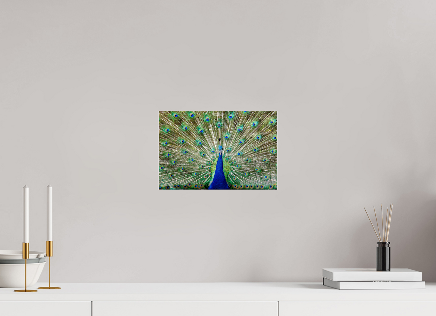 (08C) Peacock Display