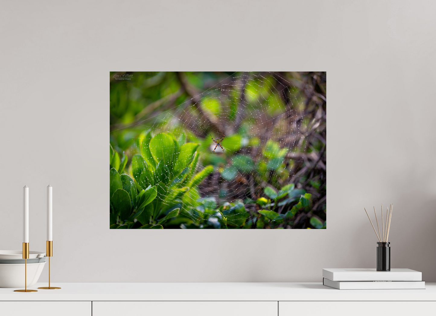 22 x 16″, Print with Aluminum Backing and Glossy Lamination Hawaiian Garden Spider Web