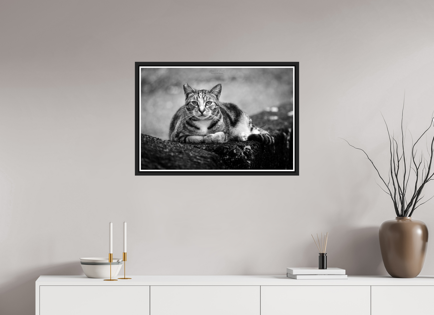 30 x 20″, Black Matte Floater Frame with Acrylic Glass (08G) Hawaii Strays in BnW