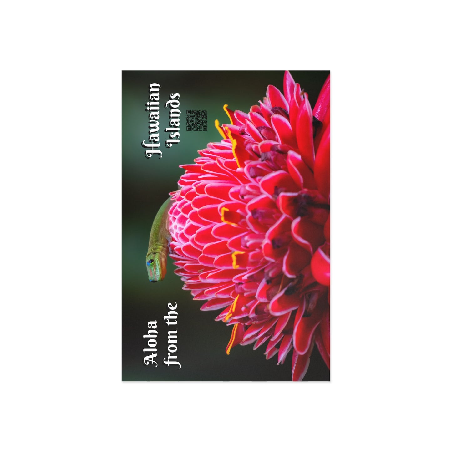 (01C) Postcard (1) - Hawaii Island Gecko