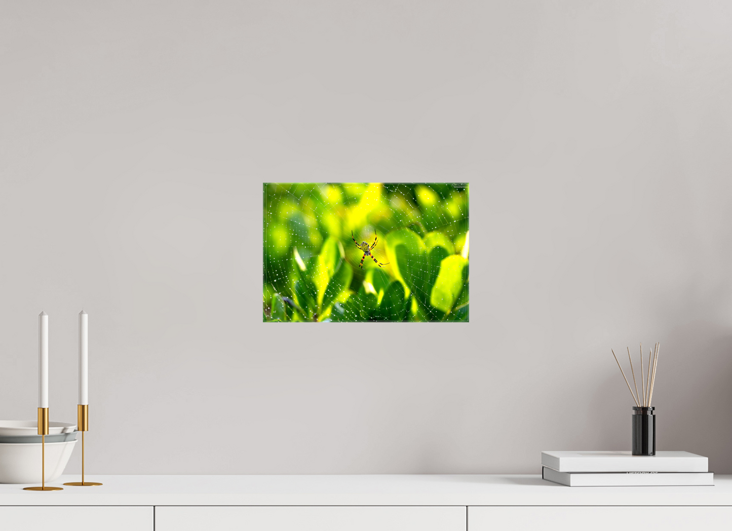 12 x 8″, Glossy Canvas Stretcher Frame with Mirrored Edges (09C) Hawaiian Garden Spider