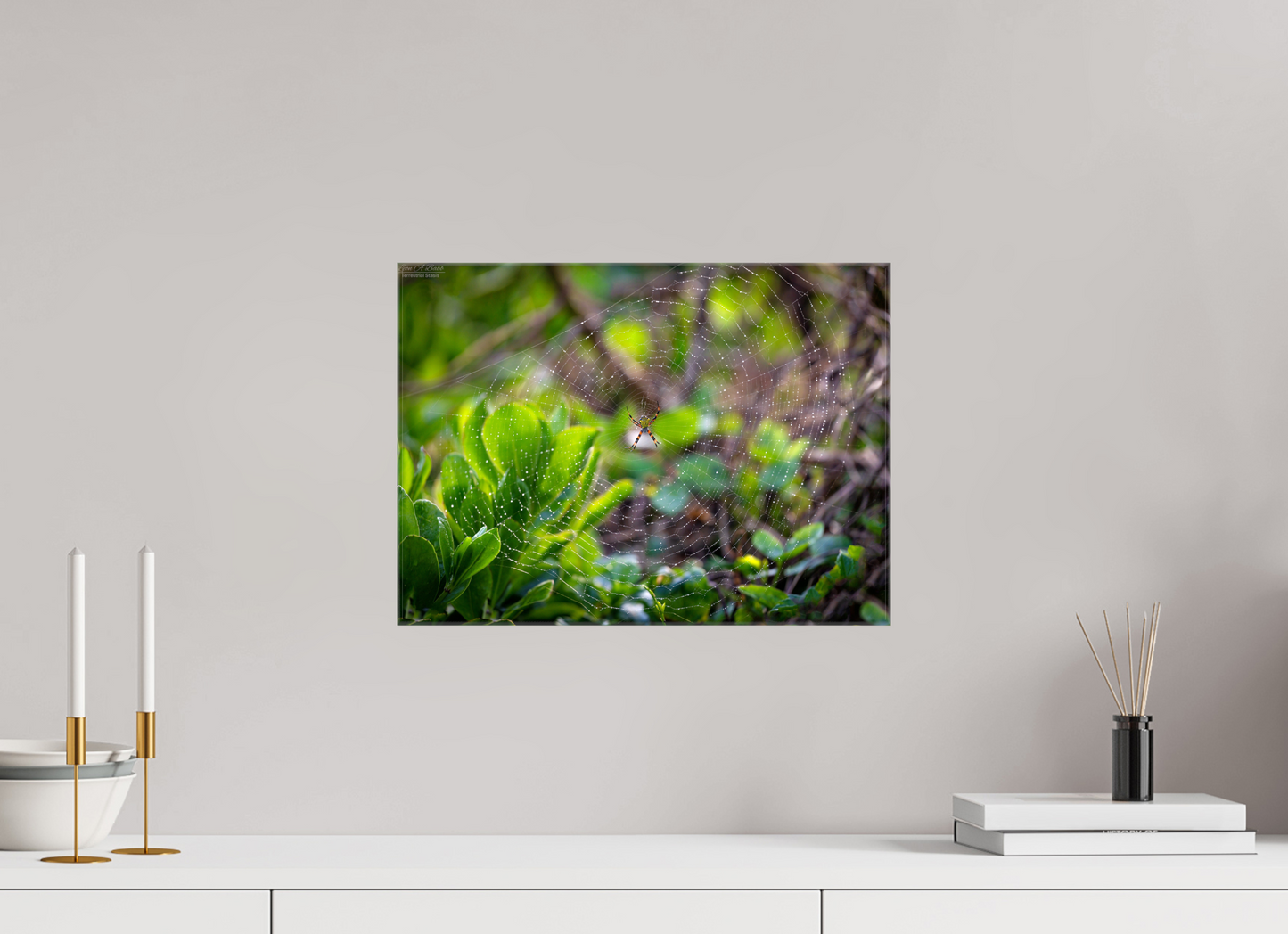 16.5 x 12″, Glossy Canvas Stretcher Frame with Mirrored Edges Hawaiian Garden Spider Web