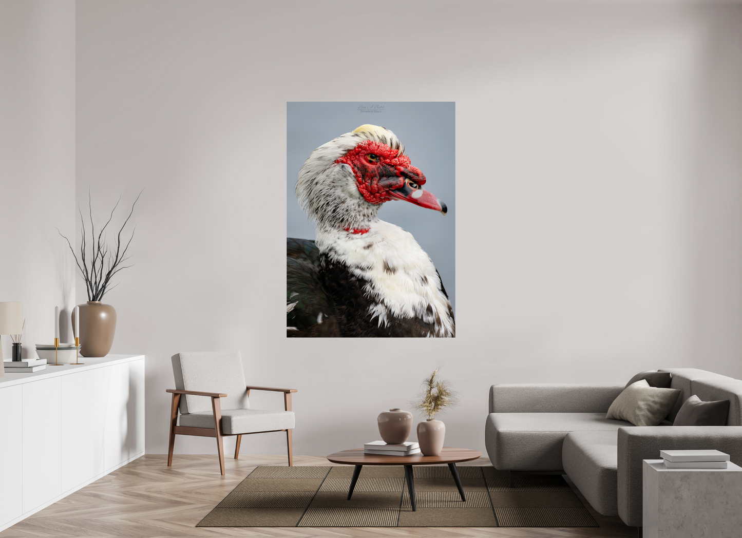 47 x 65.8″, Print with Aluminum Backing and Glossy Lamination (08S) Male Muscovy Duck Portrait
