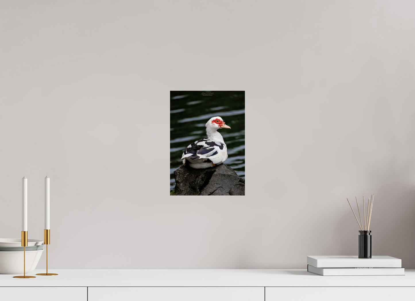 8 x 11.2″, Photo Print Under Acrylic Glass (08T) Female Muscovy Duck Portrait
