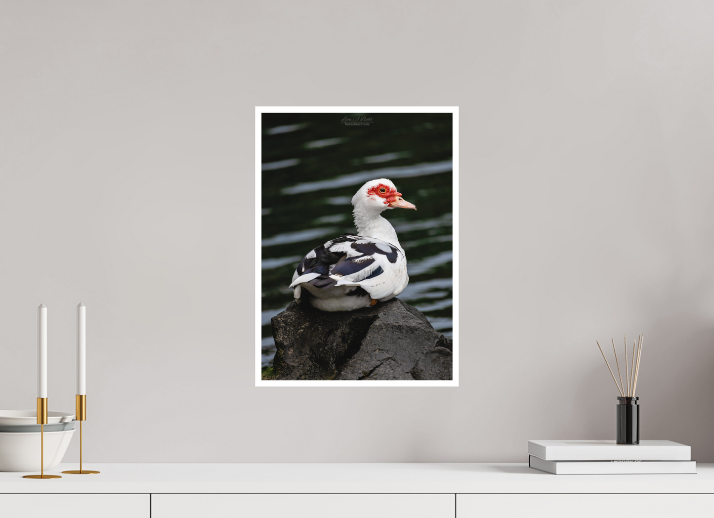 12 x 16.8″, Print with Matte Lamination (08T) Female Muscovy Duck Portrait