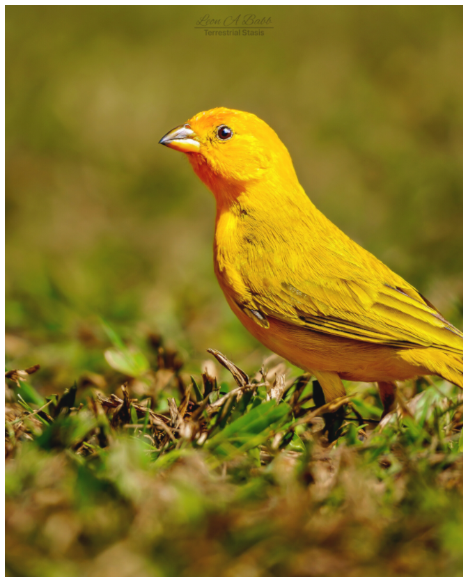 Main image (08DD) Halcyon