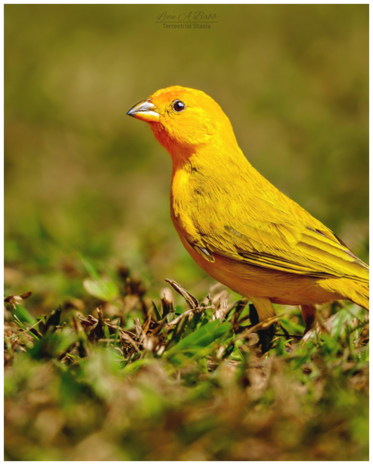 Main image (08DD) Halcyon