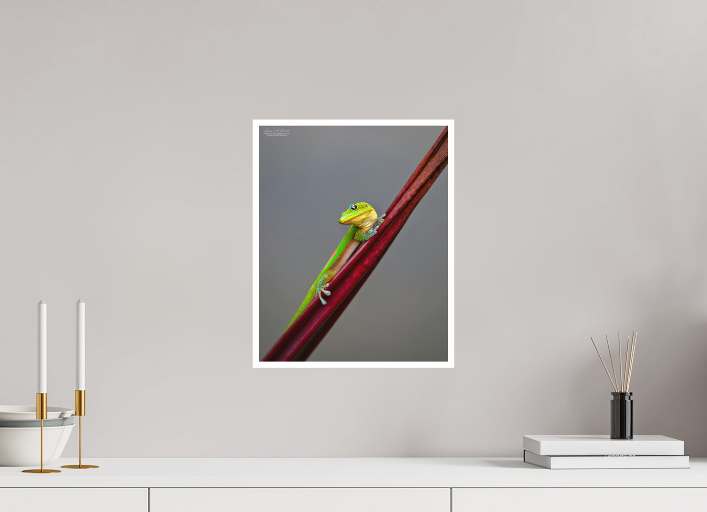 12 x 15″, Print with Matte Lamination (08R) Focused Stare