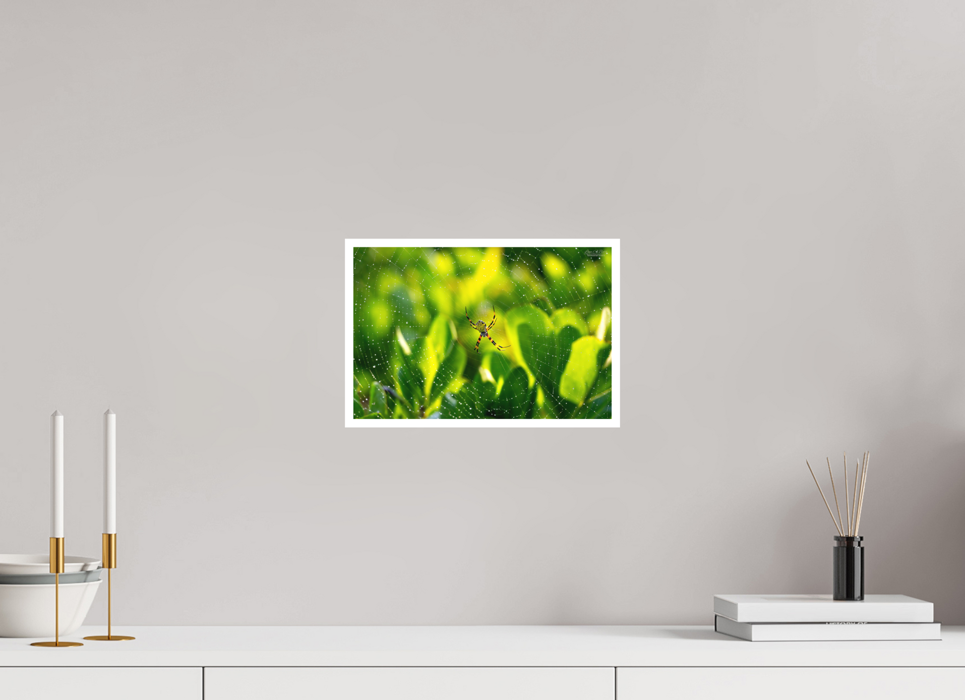 12 x 8″, Print with Matte Lamination (09C) Hawaiian Garden Spider
