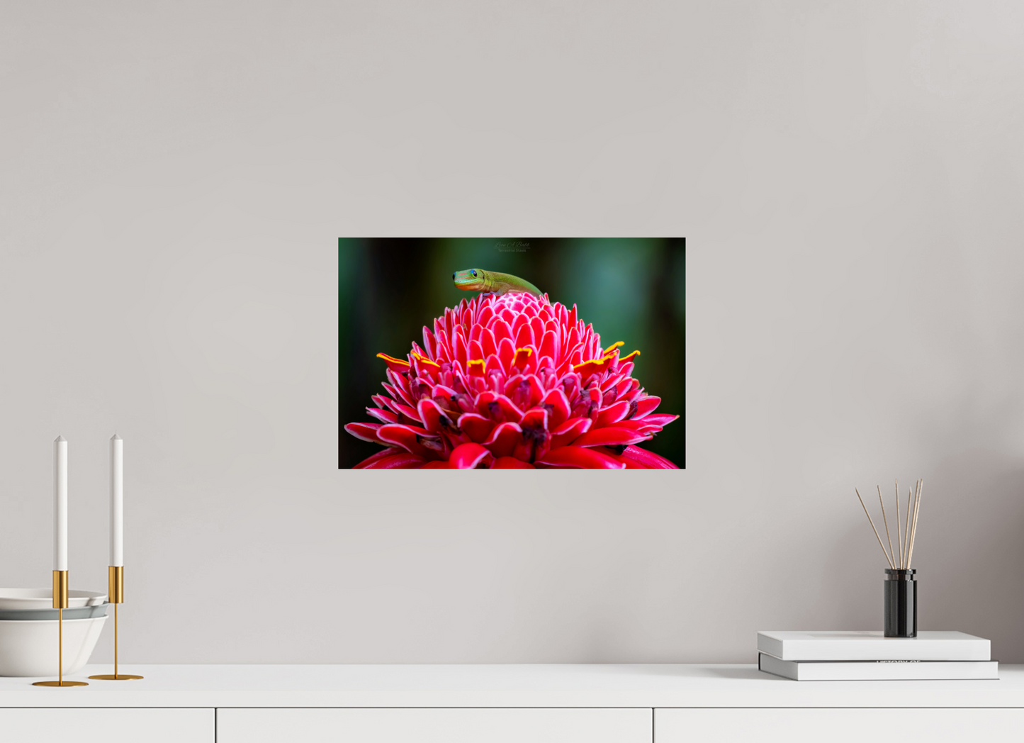 (08F) Gecko on a flower