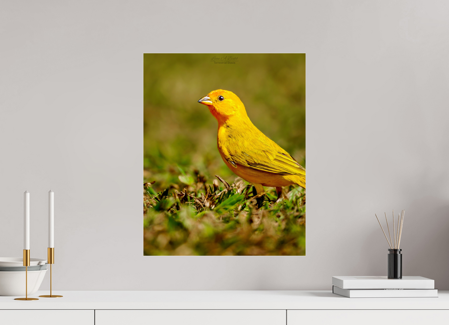 16 x 20″, Photo Print Under Acrylic Glass (08E) Halcyon