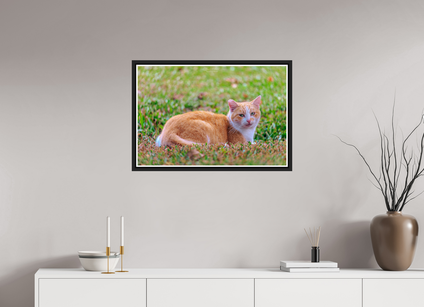 30 x 20″, Black Matte Floater Frame with Acrylic Glass (08H) Hawaii Strays in Color