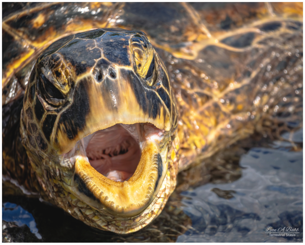 Main image (000) Honu’s Serenade