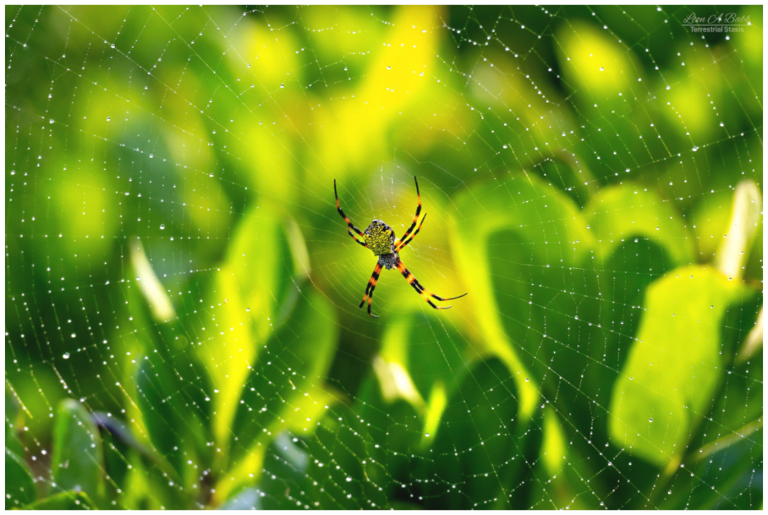 Main image (09C) Hawaiian Garden Spider
