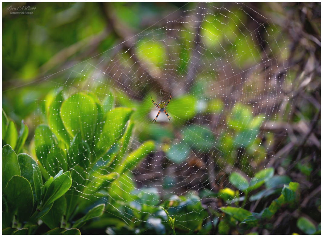Main image Hawaiian Garden Spider Web