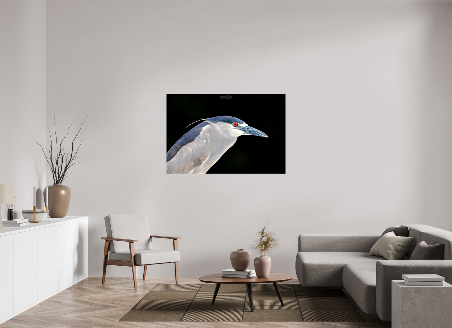 (08B) Black-crowned Night Heron