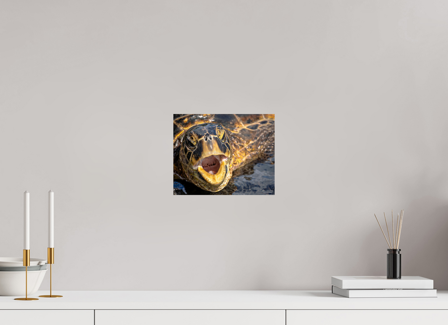 10 x 8″, Print with Aluminum Backing and Glossy Lamination (000) Honu’s Serenade
