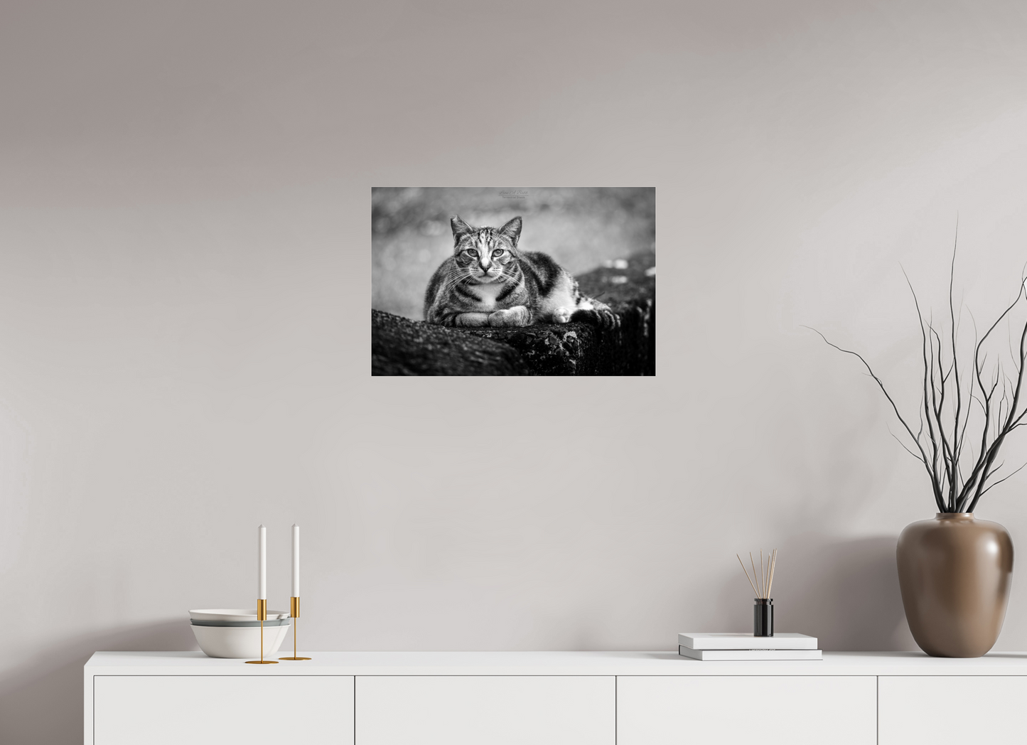 (08G) Hawaii Strays in BnW