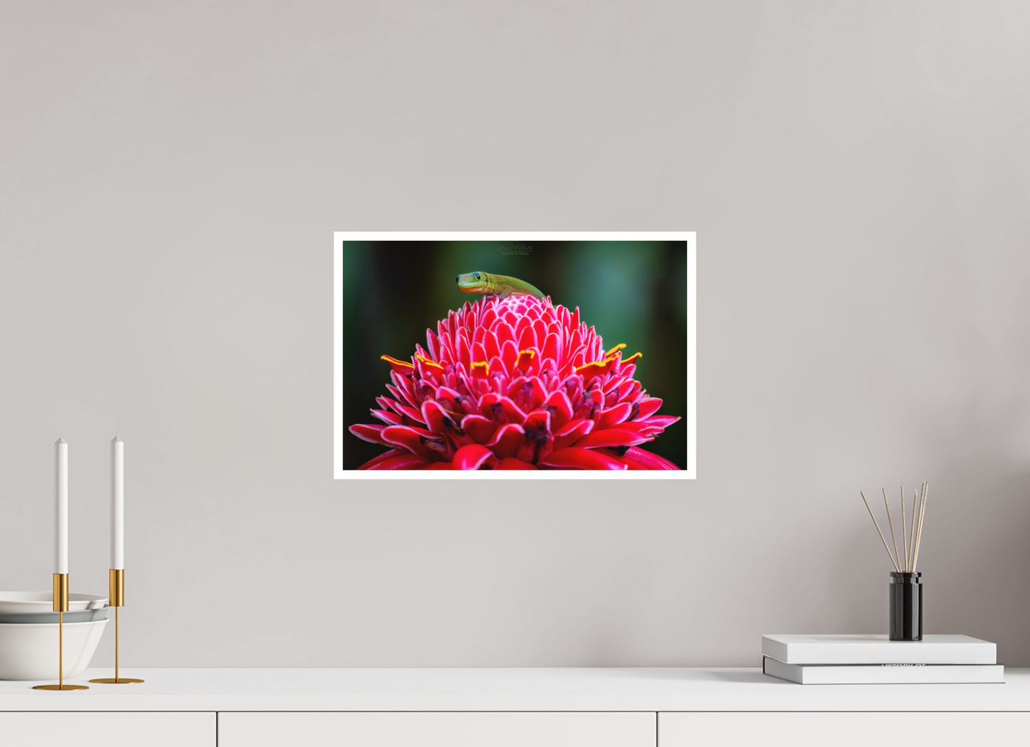 15 x 10″, Photo Print with Matte Lamination (08F) Gecko on a flower