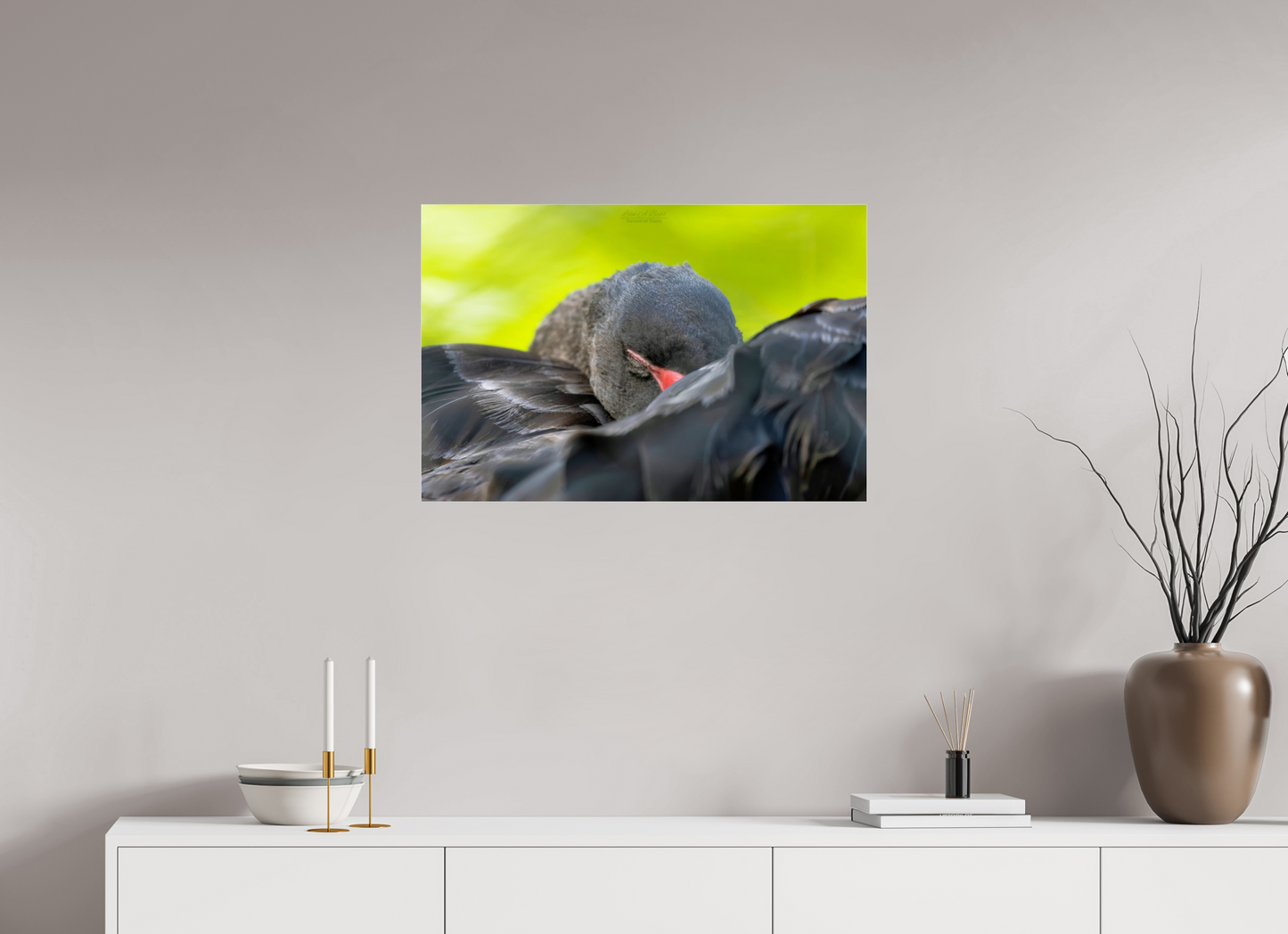 (08A) Black Swan