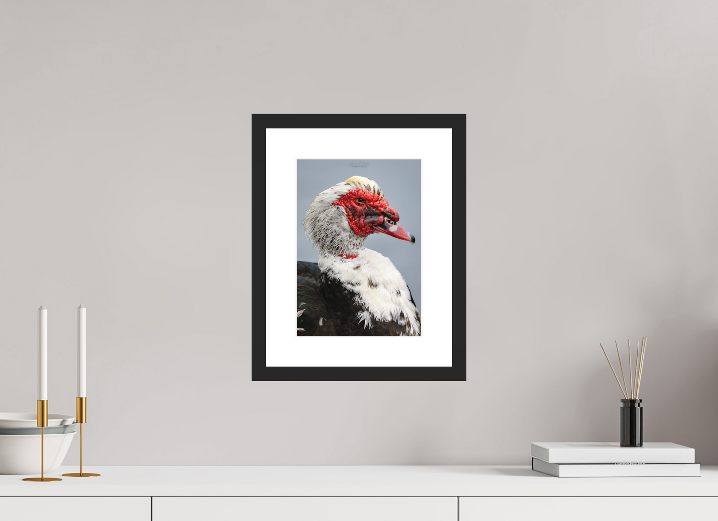 8 x 11.2″, Classic Black Matte Wood Frame (08S) Male Muscovy Duck Portrait