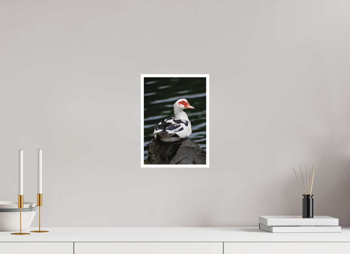 8 x 11.2″, Print with Matte Lamination (08T) Female Muscovy Duck Portrait