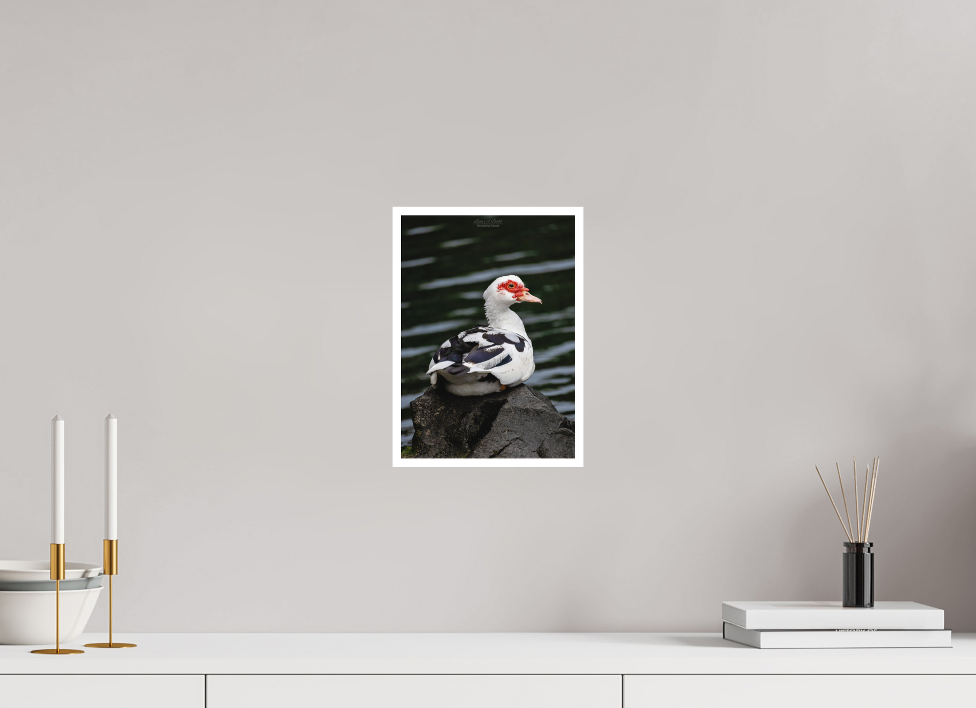 8 x 11.2″, Print with Matte Lamination (08T) Female Muscovy Duck Portrait
