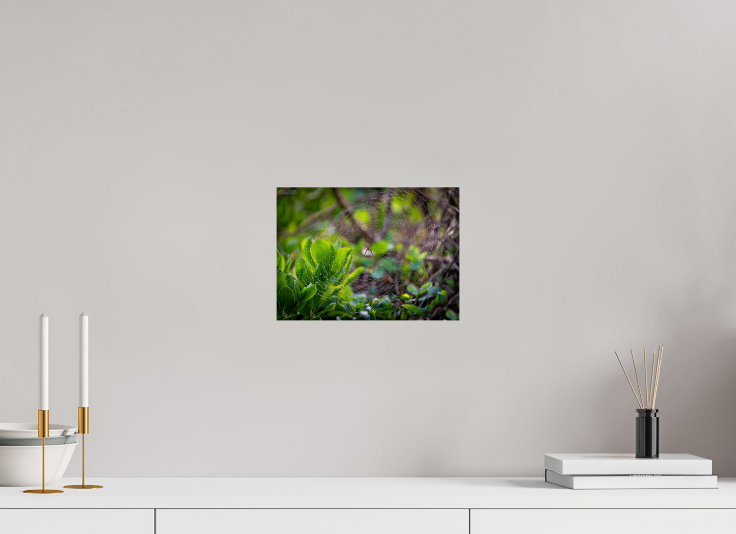 11 x 8″, Print with Aluminum Backing and Glossy Lamination Hawaiian Garden Spider Web