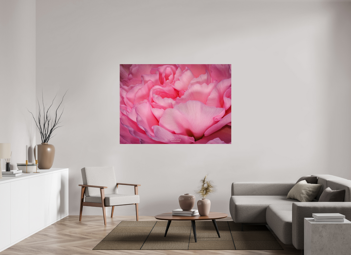 65.8 x 47″, Photo Print Under Acrylic Glass Radiant Pink Petals