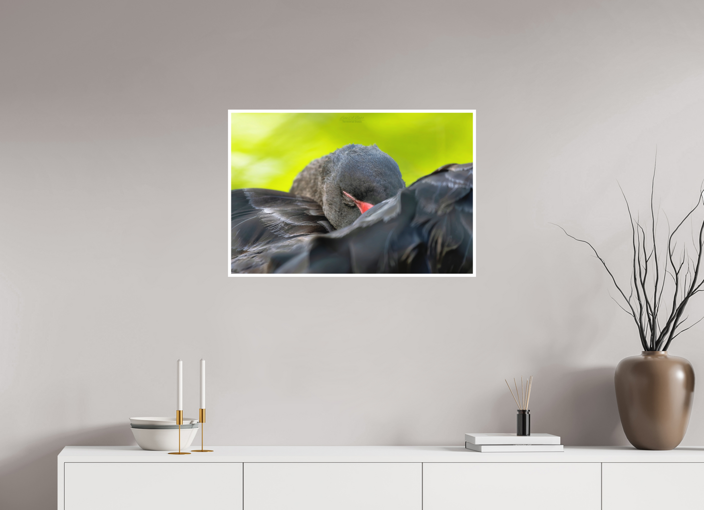 30 x 20″, Photo Print with Matte Lamination (08A) Black Swan