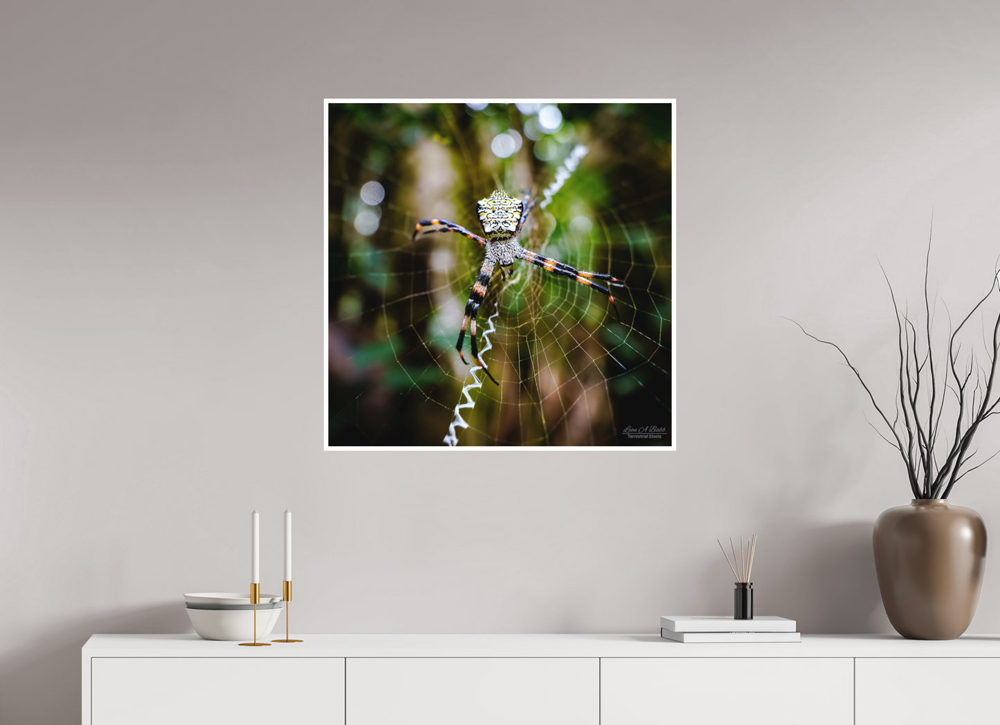 30 x 30″, Photo Print with Matte Lamination (09A) Spider on the trail