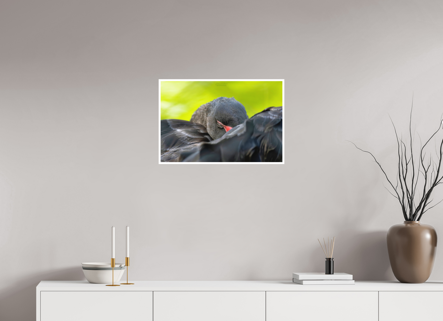 24 x 16″, Photo Print with Matte Lamination (08A) Black Swan