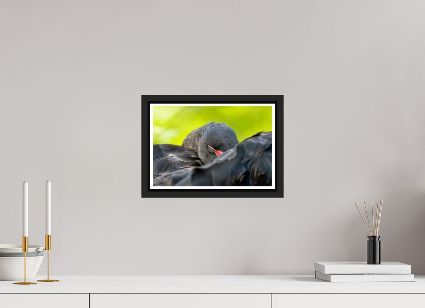 12 x 8″, Black Matte Floater Frame with Acrylic Glass (08A) Black Swan