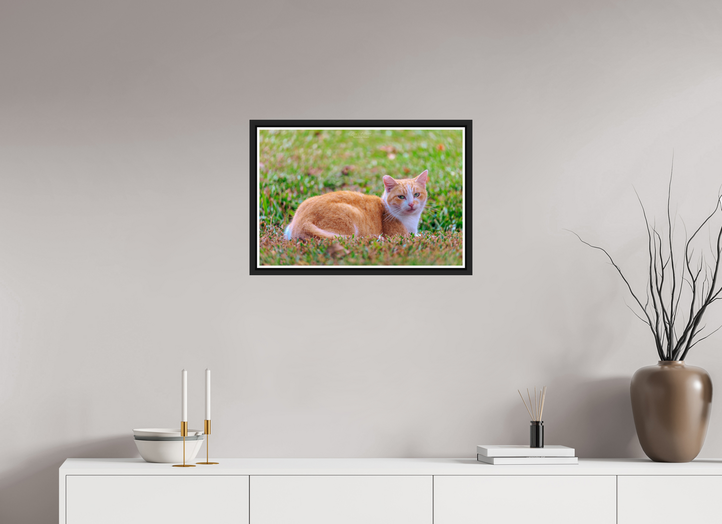 24 x 16″, Black Matte Floater Frame with Acrylic Glass (08H) Hawaii Strays in Color