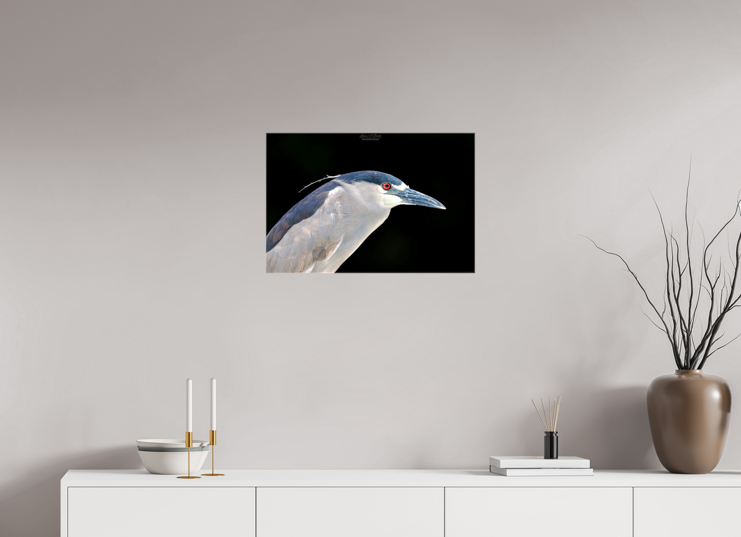 (08B) Black-crowned Night Heron