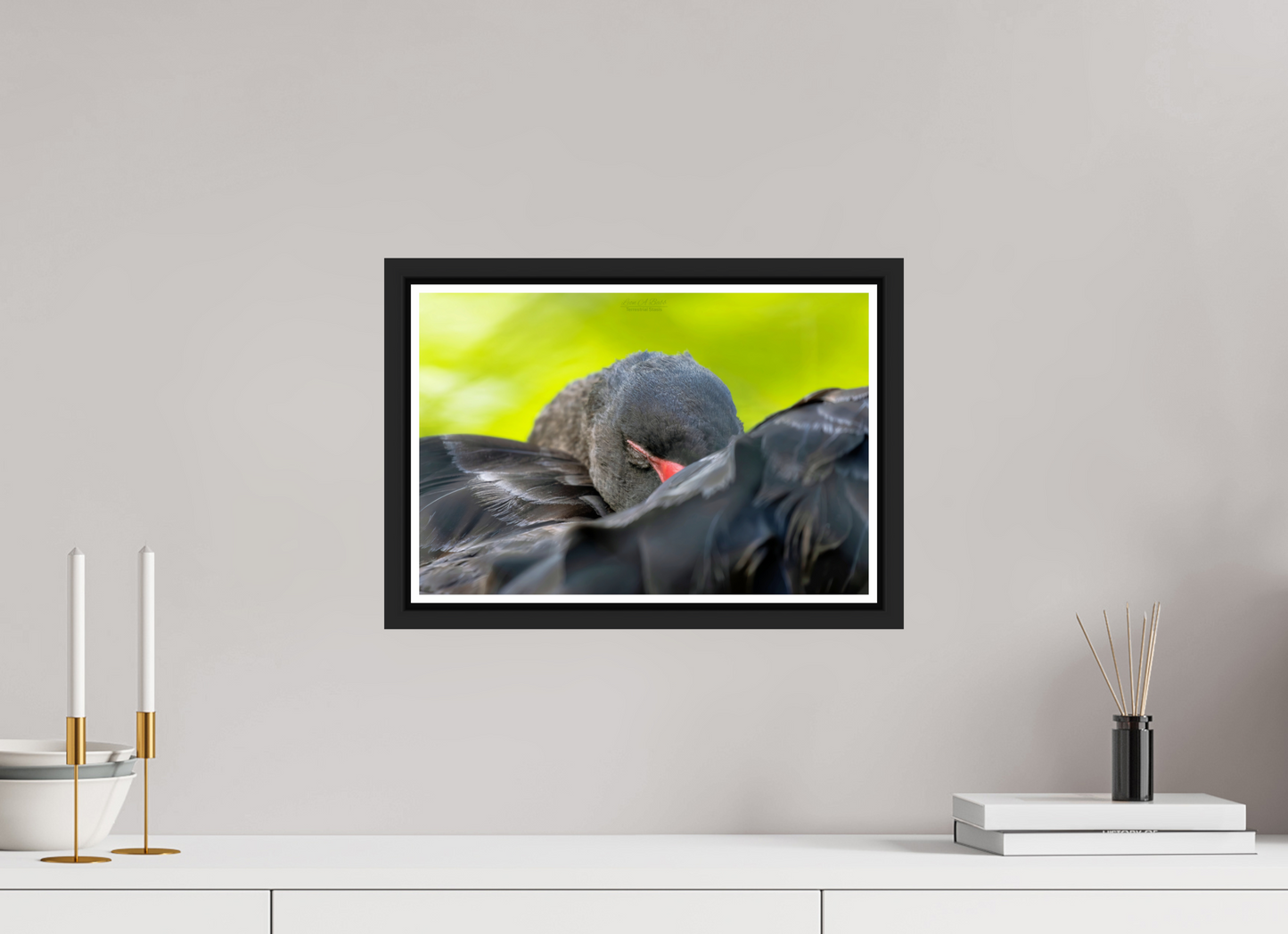 15 x 10″, Black Matte Floater Frame with Acrylic Glass (08A) Black Swan