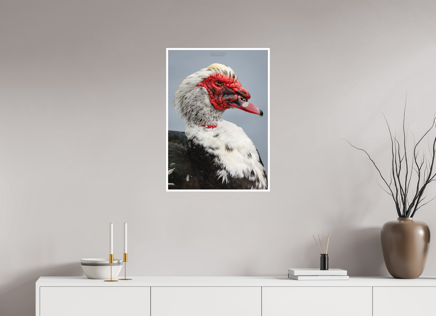 20 x 28″, Print with Matte Lamination (08S) Male Muscovy Duck Portrait