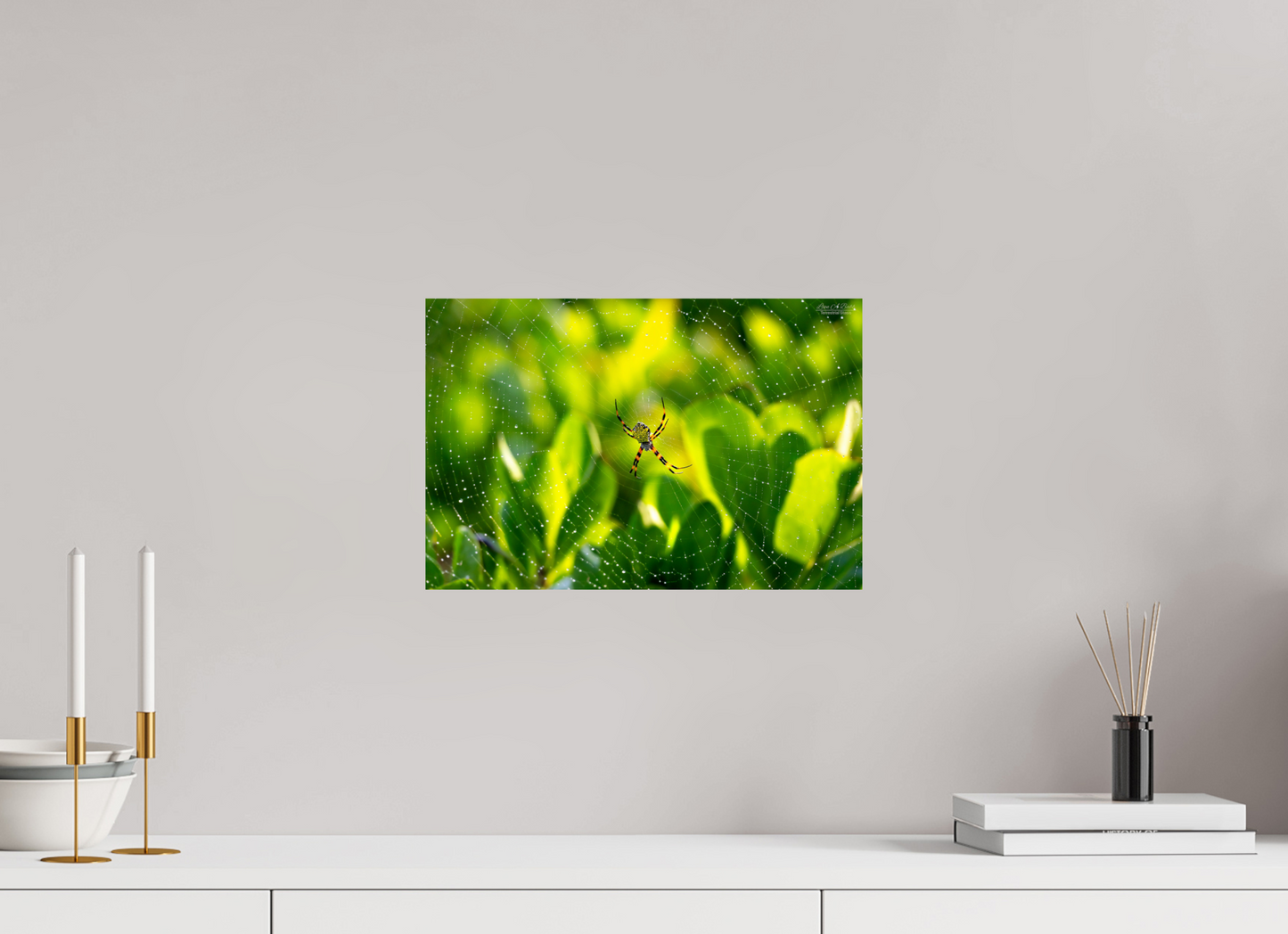 15 x 10″, Print with Aluminum Backing and Glossy Lamination (09C) Hawaiian Garden Spider