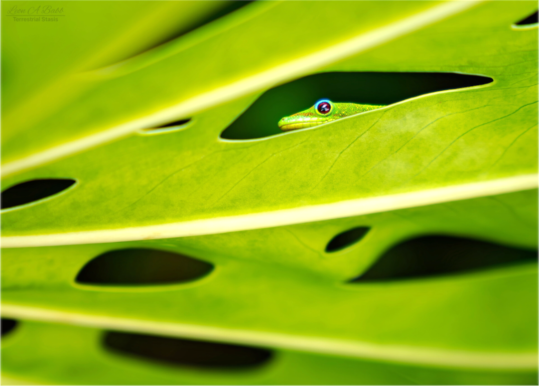 (08E) Hidden Gecko