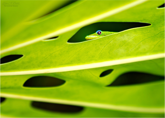 (08E) Hidden Gecko