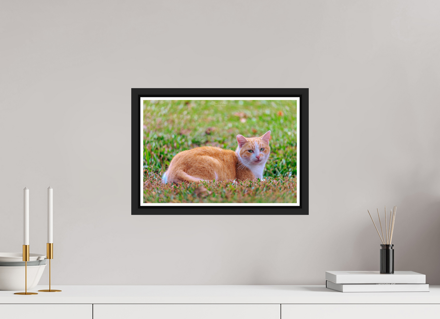 15 x 10″, Black Matte Floater Frame with Acrylic Glass (08H) Hawaii Strays in Color