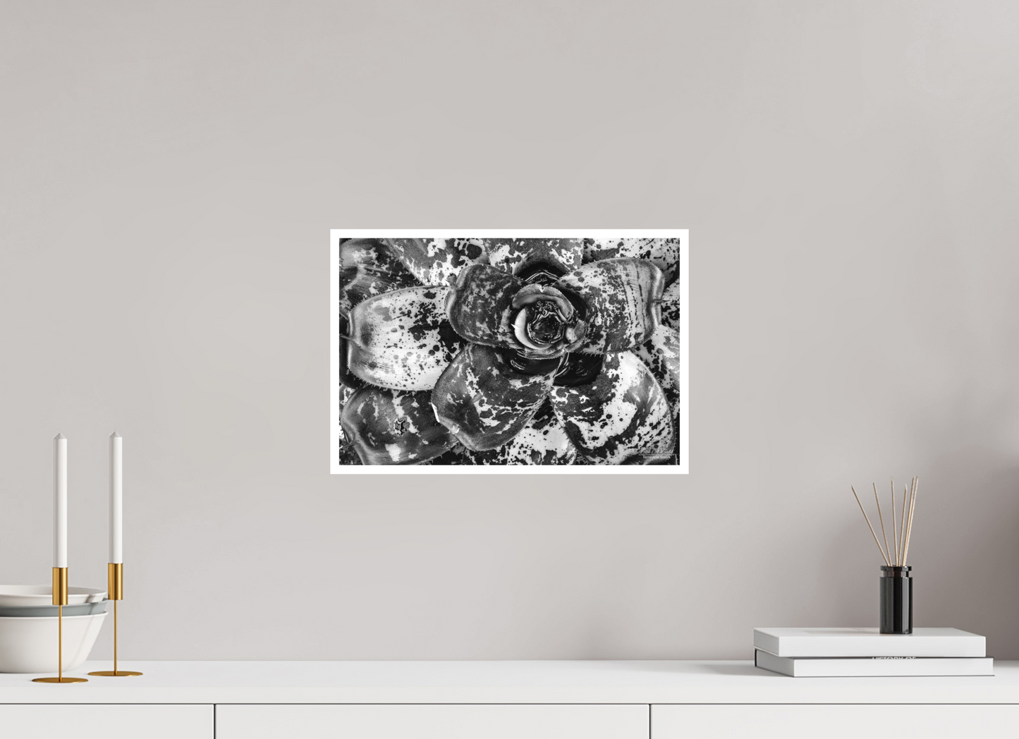 15 x 10″, Photo Print with Matte Lamination (07C) BnW Plant
